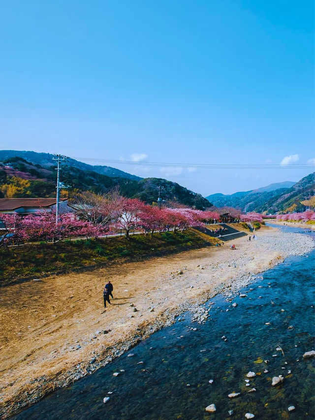🌸Sakura🌸 @Kawazu