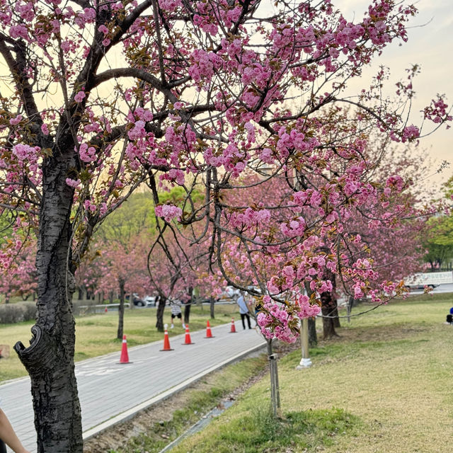 미사경정공원 겹벚꽃 명소 개화시기