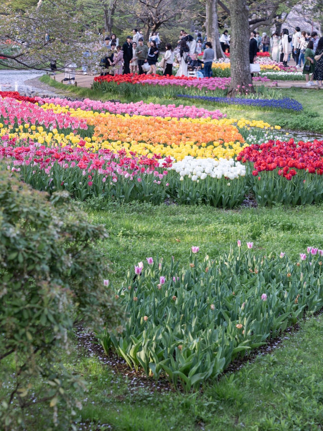 【東京都/立川市】今が見頃！25万株のお花の世界🌷