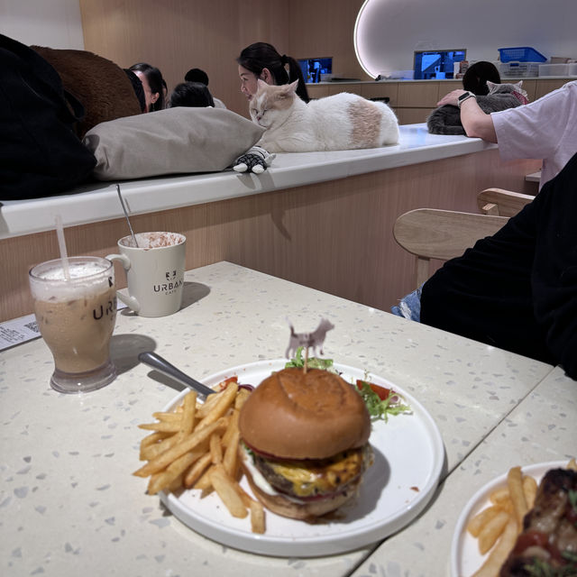 應該係香港最大既貓狗cafe🤩