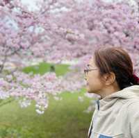 Blossom Sakura in Olympic Park, Munich