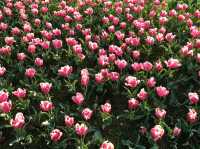 Uminonakamichi Seaside Park สวนสวยในฟุกุโอกะ