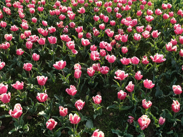 Uminonakamichi Seaside Park สวนสวยในฟุกุโอกะ