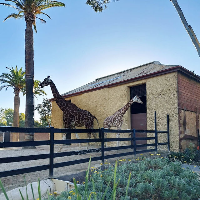 Adelaide Zoo @ Adelaide South Australia 🇦🇺