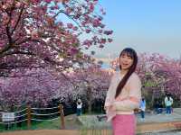 부산 겹벚꽃 제일 예쁜 민주공원🌸