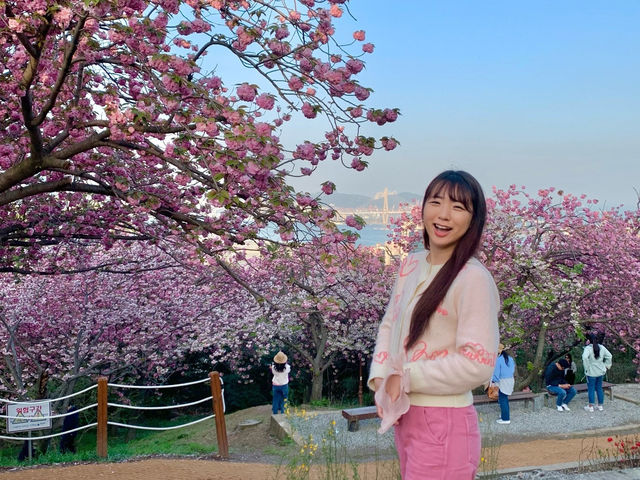 부산 겹벚꽃 제일 예쁜 민주공원🌸