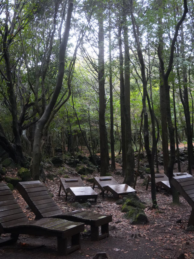 서귀포 치유의 숲 방문 후기 🌲🍃