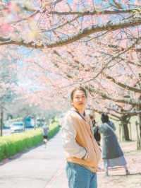 จุดชมซากุระสวยๆ ริมแม่น้ำ Sumida