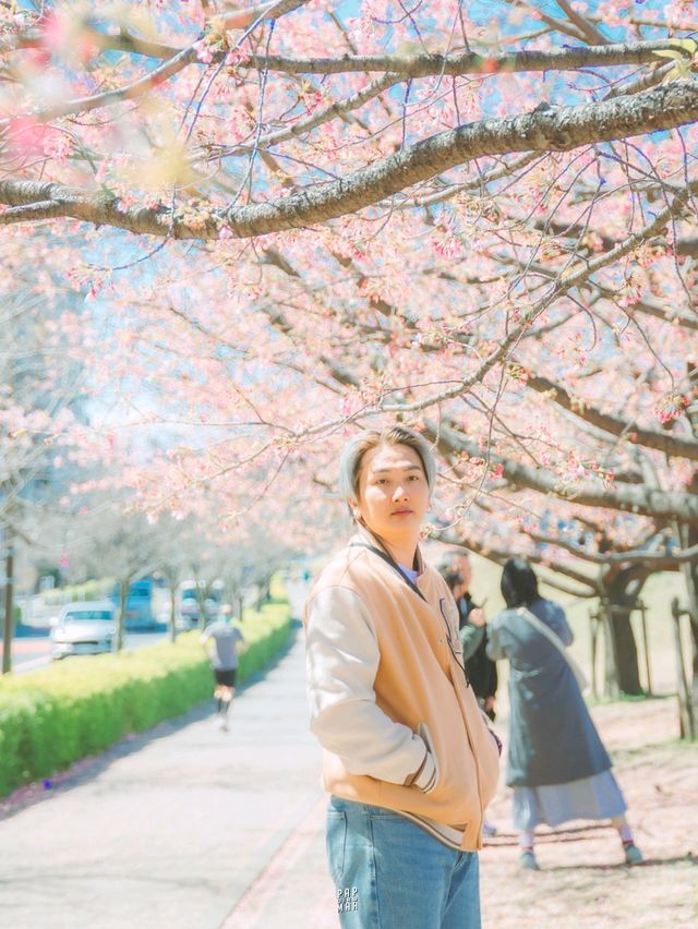 จุดชมซากุระสวยๆ ริมแม่น้ำ Sumida
