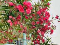 Regional cherry trees near Phewa Lake🌸🇳🇵