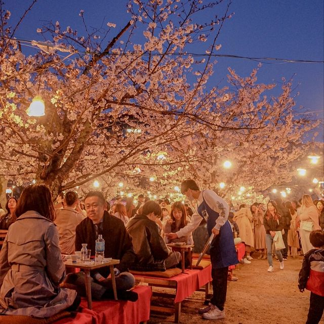 🇯🇵 Maruyama park | Dining under magnificent sakura tree 🎄