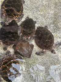 พาเด็กๆดูน้องเต่าทะเลกัน🐢