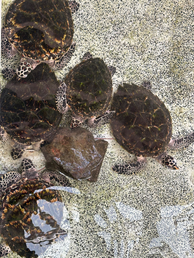 พาเด็กๆดูน้องเต่าทะเลกัน🐢
