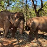 Elephant reservation - half day trip