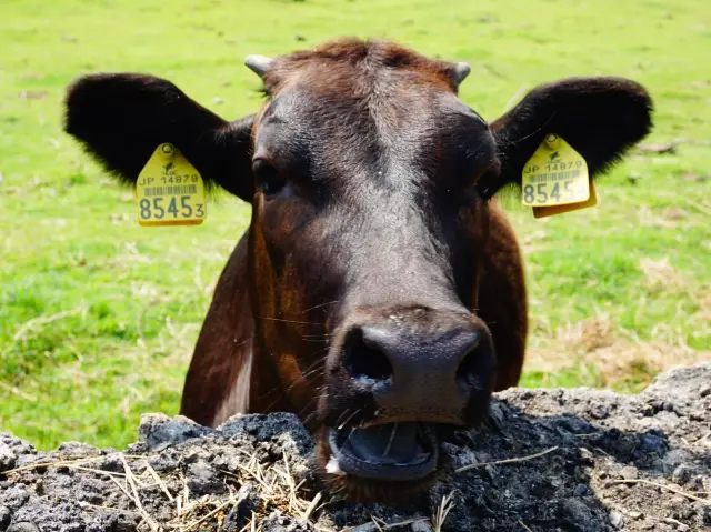 오키나와 쿠로시마