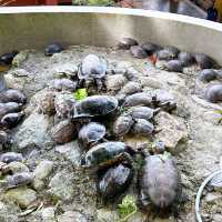 Centipede Temple Seremban