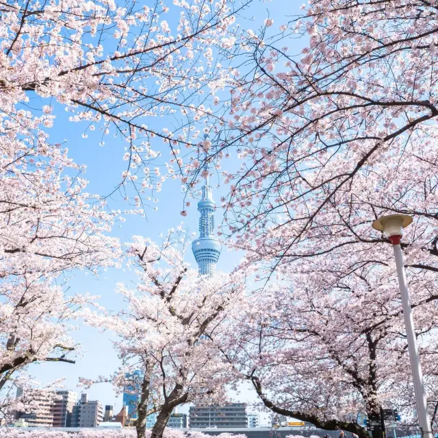 隅田公園の桜。