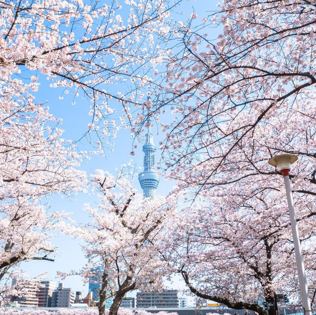 隅田公園櫻花