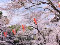 上野恩賜公園櫻花