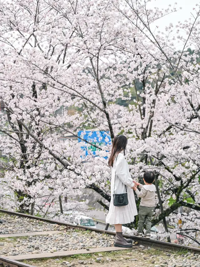 【京都】蹴上～南禪寺一帶的賞櫻散步