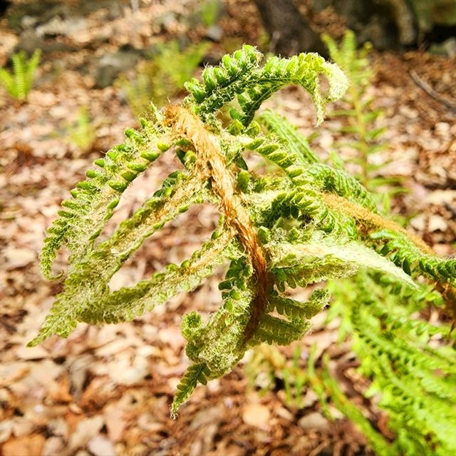 HWADAM BOTANIC GARDEN 관중