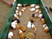 【福岡】🌴九州自然動物園：小動物摸摸樂，親子好去處！