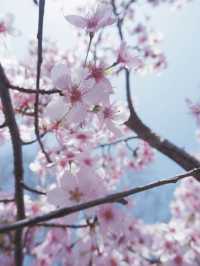 【2024年顧村公園櫻花節】摩天輪與櫻花