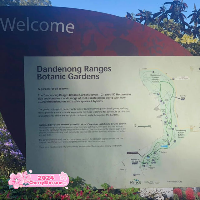 Blooming Paradise: Unwinding at the Dandenong Ranges Botanic Garden