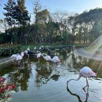 新加坡飛禽公園：近距離觀賞珍稀飛禽，絕佳地方領略鳥類奇觀！