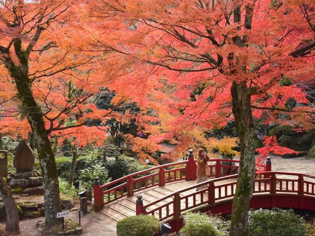 熱海梅園の紅葉