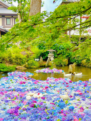 うさぎさん♡お花にお水をあげましょう♪ 茨城】紫陽花の水中花が絶景すぎる💙一度は行きたいあじさい寺 | Trip