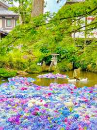【茨城】紫陽花の水中花が絶景すぎる💙一度は行きたいあじさい寺
