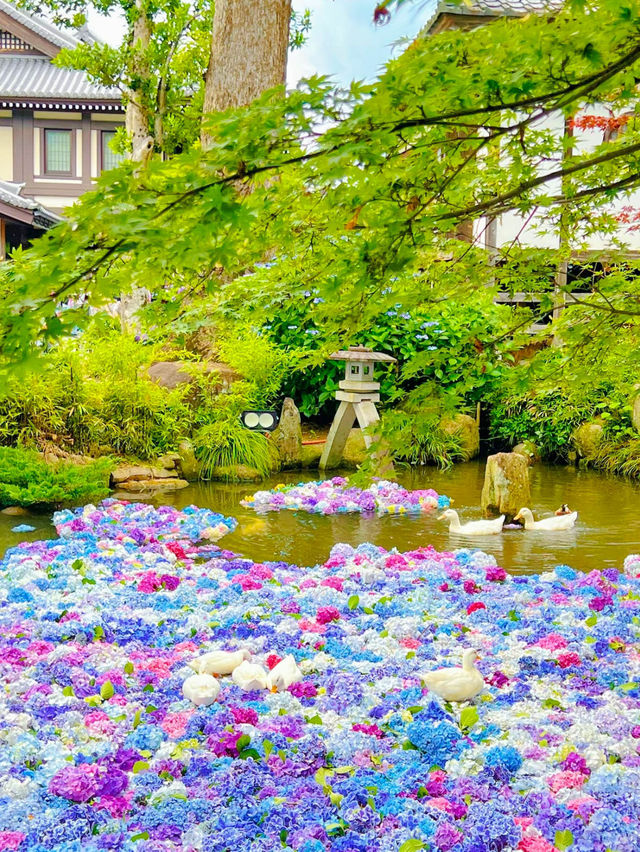 【茨城】紫陽花の水中花が絶景すぎる💙一度は行きたいあじさい寺