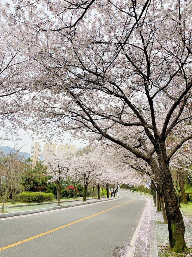 창원 태극기와 벚꽃을 함께 볼 수 있는 곳🇰🇷💗