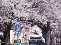 茨城縣日立市櫻花