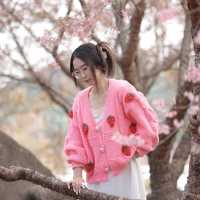 🌸 ซากุระเมืองไทย @ขุนวาง เชียงใหม่