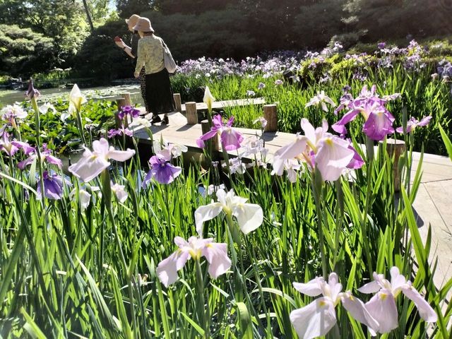 夏旅は京都へ行こう💠平安神宮西神苑で咲きほこる花菖蒲
