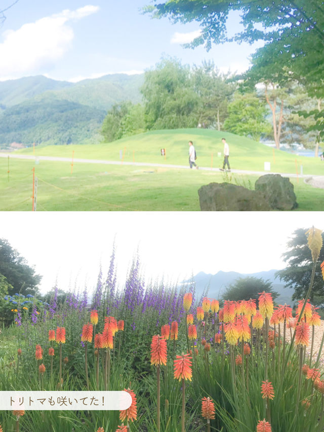 【 山梨 / 河口湖 】湖畔にある公園であじさいとラベンダーと富士山が楽しめる🪻🗻