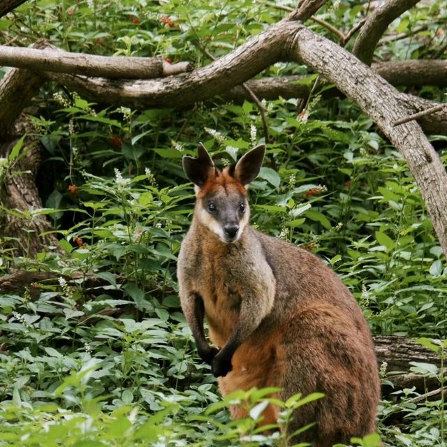 龍柏考拉動物園