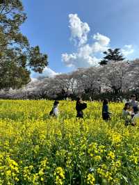 〜埼玉県〜日本一！？天国すぎる花畑✨桜×菜の花