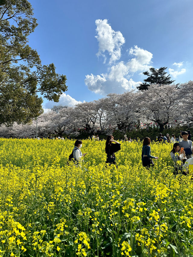 〜埼玉県〜日本一！？天国すぎる花畑✨桜×菜の花