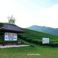 ไร่ชา 101 ดอยแม่สลอง 