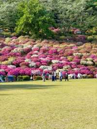 【福井】🌸 鯖江の西山公園でつづじ祭りを満喫！🌸 