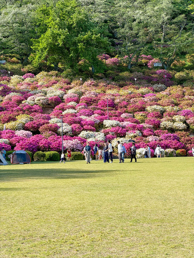 【福井】🌸 鯖江の西山公園でつづじ祭りを満喫！🌸 