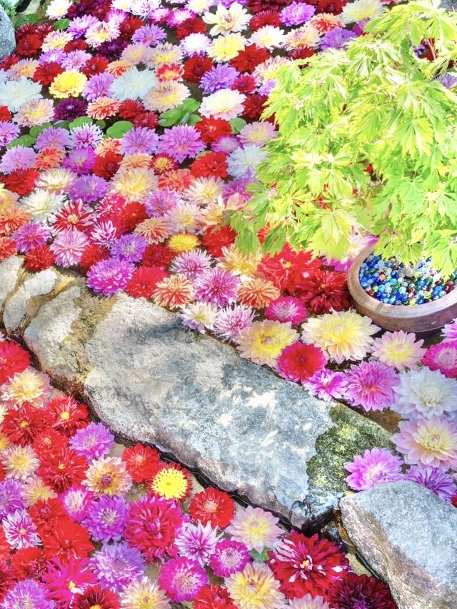 〜奈良県〜華の池！水面に浮かぶ絶景ダリア池