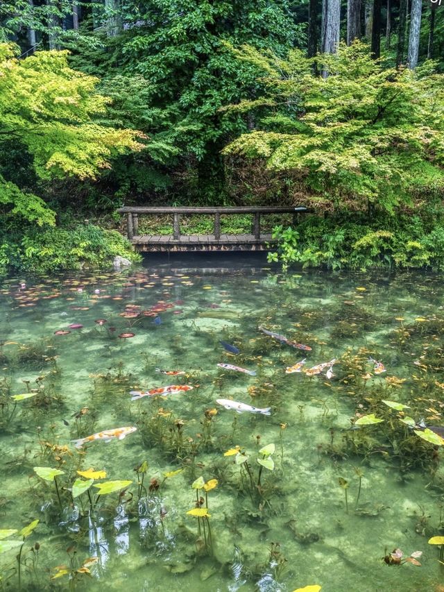 〜岐阜県〜リアルモネの池