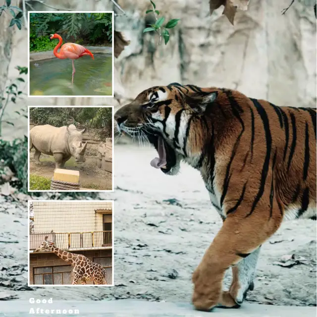 【杭州動物園】珍稀動物🦒