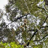 檳城之行:一段充滿人情味之旅行