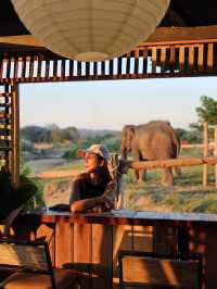 ป้อนอาหารน้องช้าง ถ่ายรูปเล่นที่ Cafe Elephant🐘