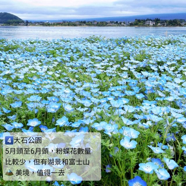 💙Hello Kitty 帶你遊日本粉碟花💙